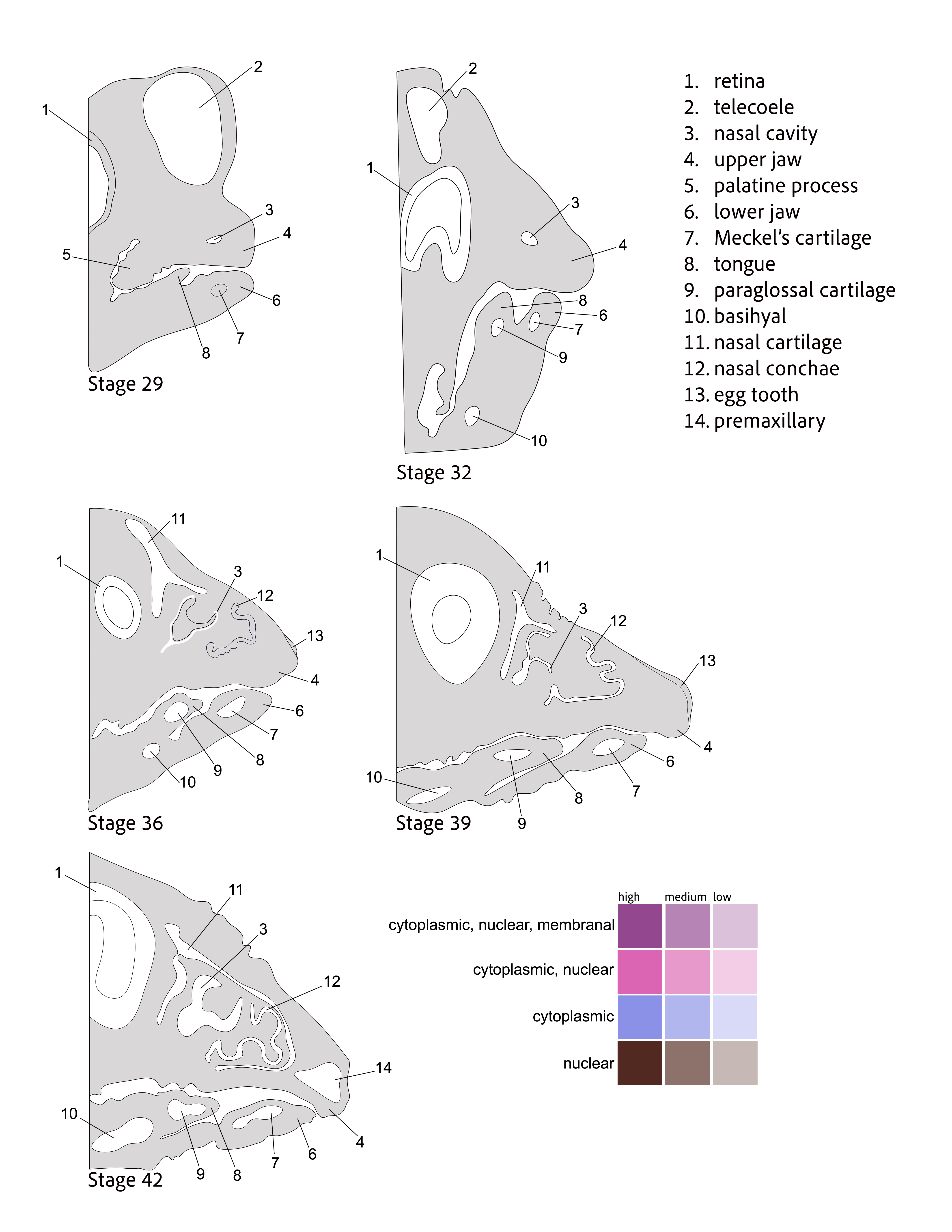 beak description